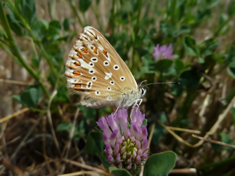 femmine di Polyommatus sp.